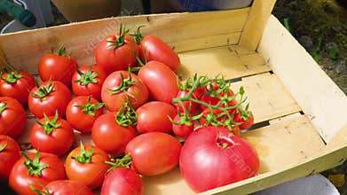 female farmer hands picking crop of red tomatoes putting in box,
