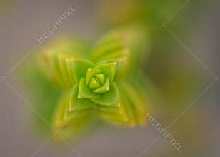 Top view on green sea sandwort Honckenya peploides plant