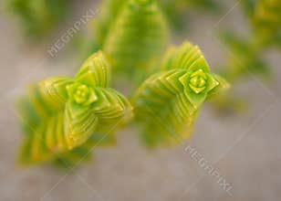 Top view on green sea sandwort Honckenya peploides plant