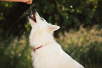 Dog taking CBD oil directly into the mouth