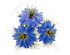 Nigella