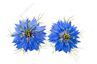 Nigella