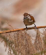 Pale-legged Hornero bird on branch