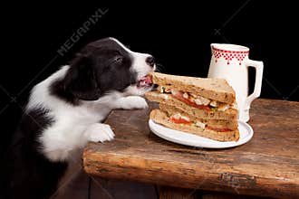 Sandwich thief