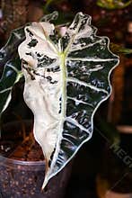 Beautiful white and green marbled leaf of a variegated Alocasia Amazonica