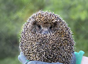 A young male four-toed hedgehog, aka Atelerix albiventris