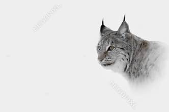 Lynx