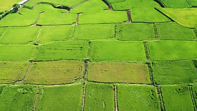 View of agriculture in rice fields for cultivation