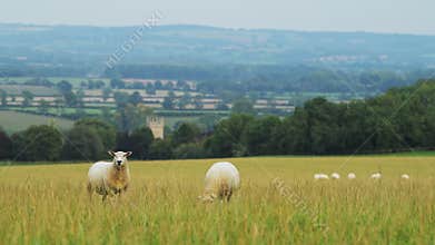 Sheep farming on a farm, with flock of sheep grazing and eating grass in field in the rural countrys