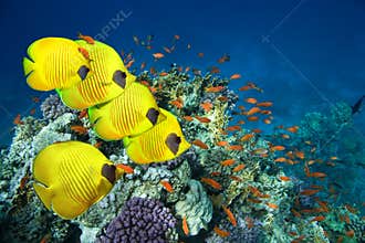 School of Masked Butterfly Fish
