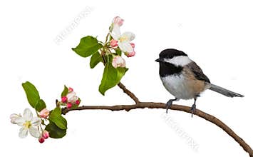 Apple Blossom Chickadee