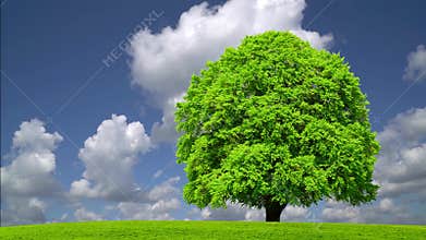 Single big bech tree on meadow
