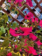 Flowers butterfly pink