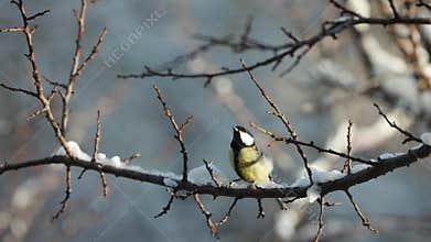 The great tit is sitting on the branch in winter