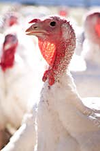 Turkey farm