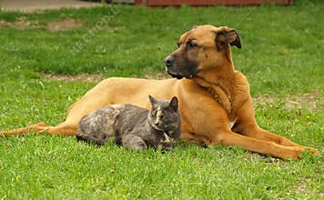 Cat and Dog
