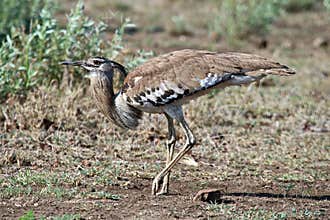 This Kori Bustard is scratching the ground for insects
