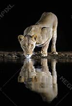 Female lion drinking water