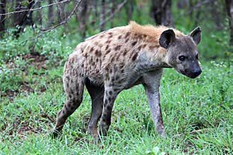 A lone walking Spotted Hyena