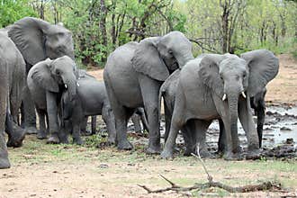 A family herd of Elephants