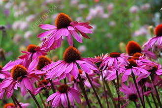 Echinacea Purprea