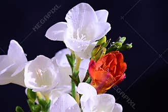 The beautiful colorful freesia flower close up view