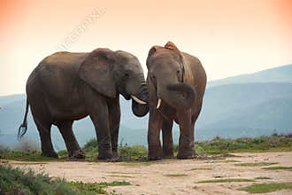 Two elephants in addo elephant park, south africa