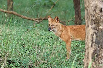Dhole or wild dog posing for the photographers who are  in jeep safari. Amazing photo  with beautiful background. Picture is taken