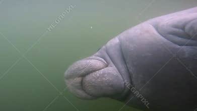 4k video of a West Indian Manatee (Trichechus manatus) in Crystal River, Florida