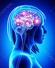 Human active brain