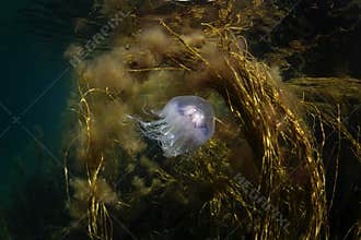 Cyanea lamarckii, blue jellyfish, bluefire jellyfish