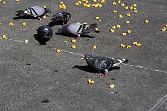 Pigeons eat junk food