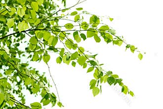 Birch branch