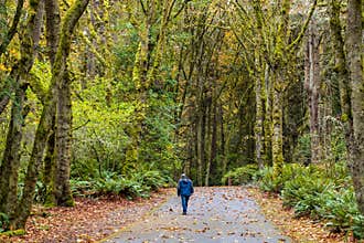 Scenic Autumn Landscape in Point Defiance park, Tacoma