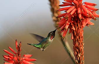 Hummingbird and aloe flowers