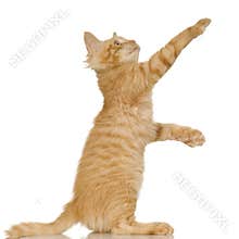 Ginger Cat kitten