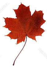 Leaf maple