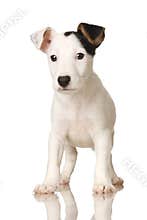 Puppy Jack russel