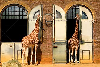 Giraffes at the London Zoo
