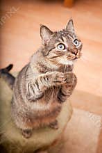Funny cat asking for a snack