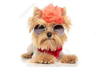 Yorkie dog with badass attitude is wearing sunglasses