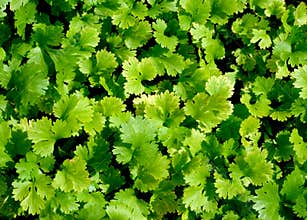 Coriander plant.
