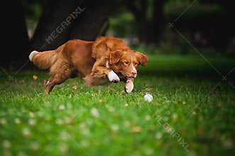 golden retriever Toller dog playing with ball