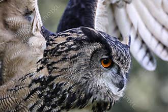 European eagle owl