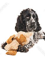 Black and white english cocker spaniel with a toy