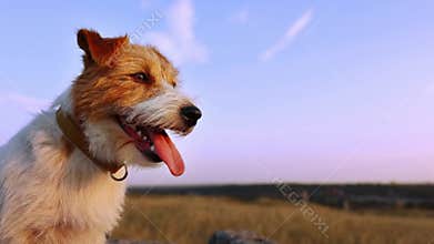 Jack russell terrier dog puppy panting, summer background