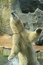 Jumping polar bear