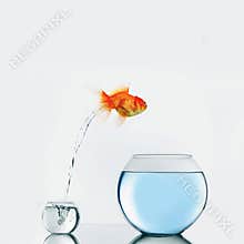 Gold fish jumping to big fishbowl