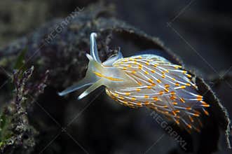 Sea Slug
