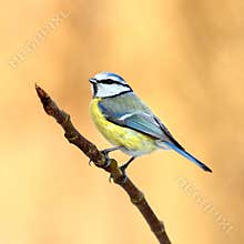 Blue tit